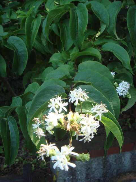 Heptacodium jasminoides fleur
